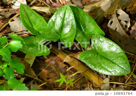 カンアオイ 10693764