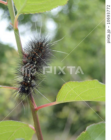 ドクガ ドクガ 10693772