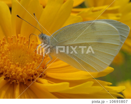 モンシロチョウ 10693807