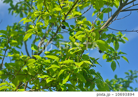 樹木・ハンノキ　カバノキ科 10693894