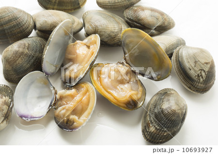 アサリ 10693927
