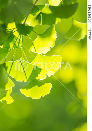 新緑のイチョウの葉 10693961