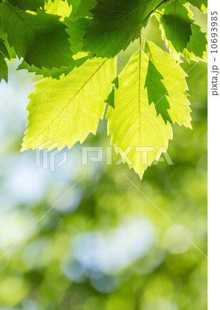 新緑の葉 新緑の葉 10693985