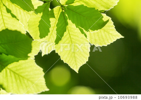 新緑の葉 10693988