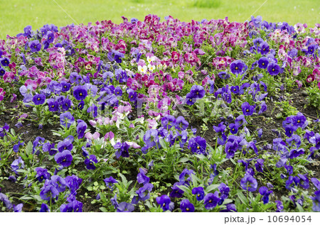 パンジー畑 10694054