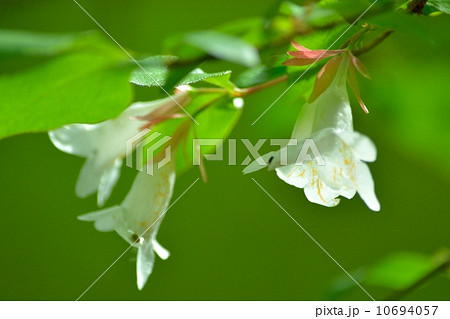 ツクバネウツギ ツクバネウツギ 10694057