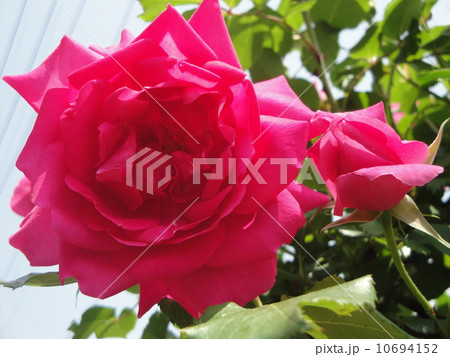 薔薇 10694152