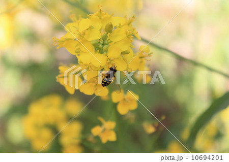 菜の花と蜂 菜の花と蜂 10694201