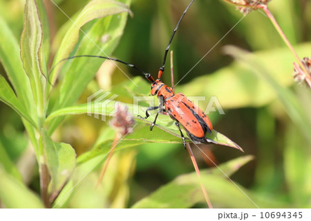 ホシベニカミキリ 10694345