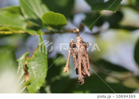 蓑を作るミノムシ０２ 10694369