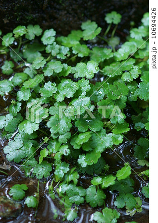 血止草　チドメグサと申します。 10694426