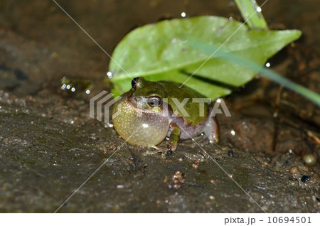 夜の田んぼで鳴く蛙 夜の田んぼで鳴く蛙 10694501