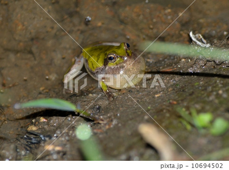 夜の田んぼで鳴く蛙の写真素材