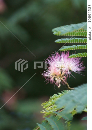 合歓木ネムノキ　美しいのは雄しべです。 10694588