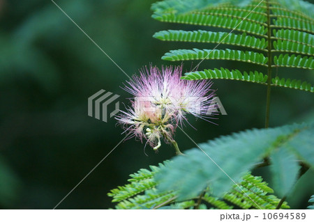 合歓木ネムノキ 美しいのは雄しべです。 合歓木ネムノキ 美しいのは雄しべです。 10694589