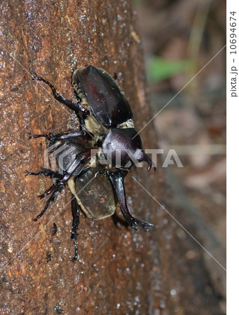 樹液を吸うカブトムシのペア 10694674