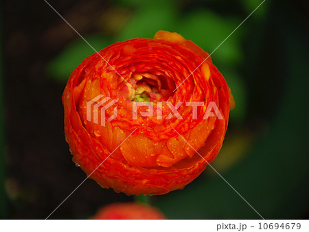 ラナンキュラス 10694679