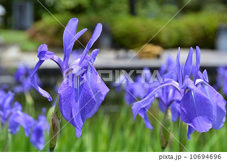 丈山苑　詩泉閣　東庭　カキツバタ 10694696