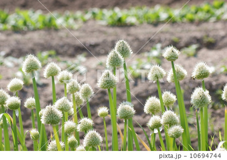 葱坊主 葱坊主 10694744