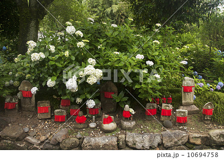 奈良　矢田寺　アジサイ 10694758