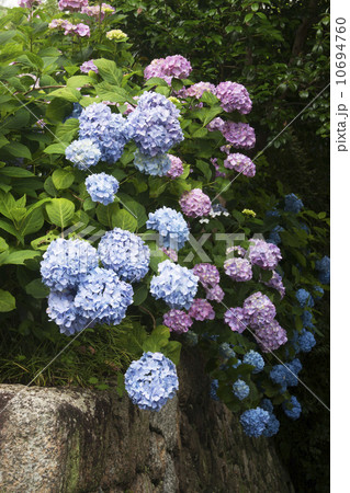奈良　矢田寺　アジサイ 10694760