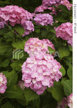 奈良　矢田寺　アジサイ 10694762