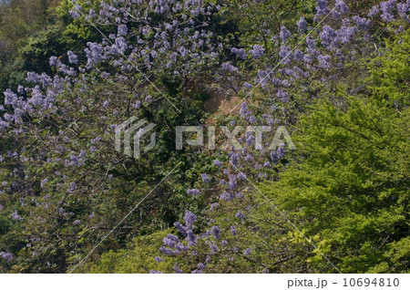 桐･新緑と桐 10694810