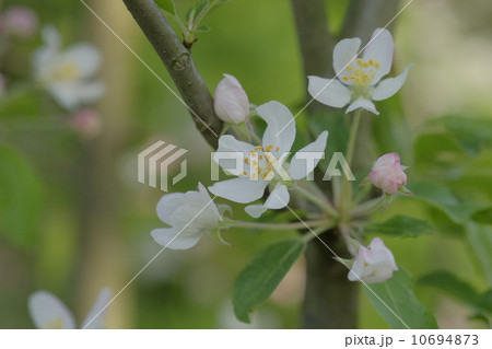 クラブアップルの花 10694873