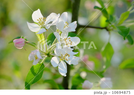 クラブアップルの花 10694875