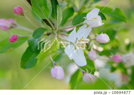クラブアップルの花 10694877