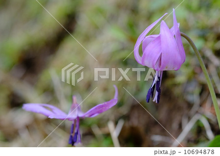 カタクリ 10694878