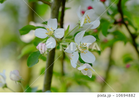 クラブアップルの花 10694882