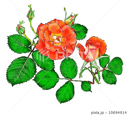 薔薇の花のイラスト素材