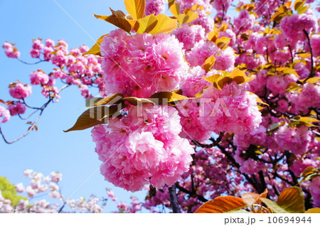 桜 10694944