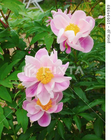 シヤクヤク　 10694989