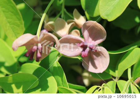 アケビの花（雌花） 10695015