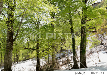 新緑と残雪のブナ 10695041