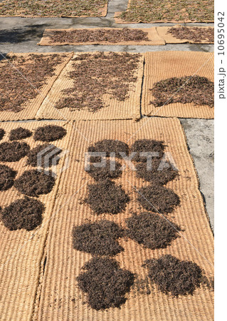 ゼンマイ干し 10695042