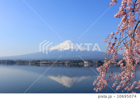逆さ富士と満開の枝垂れ桜 10695074