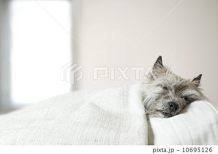 寝る犬 10695126