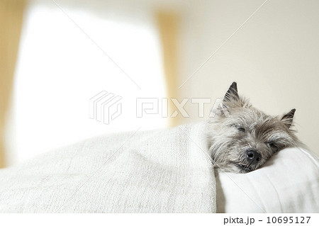 寝る犬 10695127