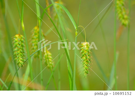 スゲの群落 スゲの群落 10695152