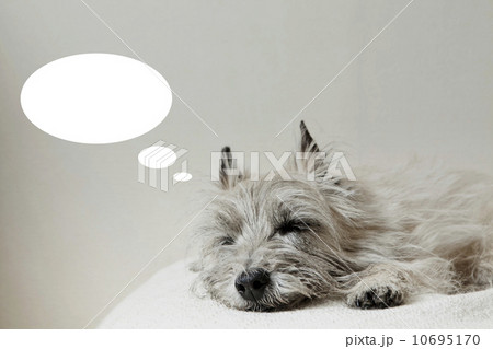 寝ている犬 寝ている犬 10695170