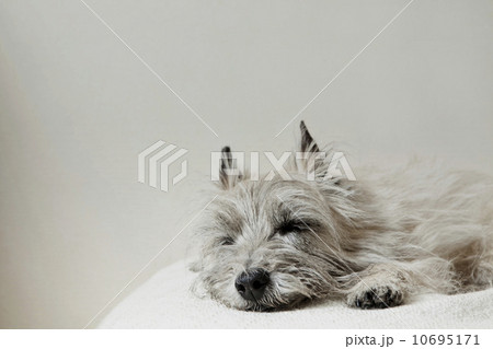 寝ている犬 寝ている犬 10695171