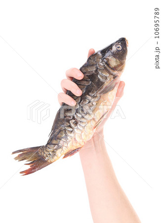 Hand holding fresh mirror carp. Hand holding fresh mirror carp. 10695789