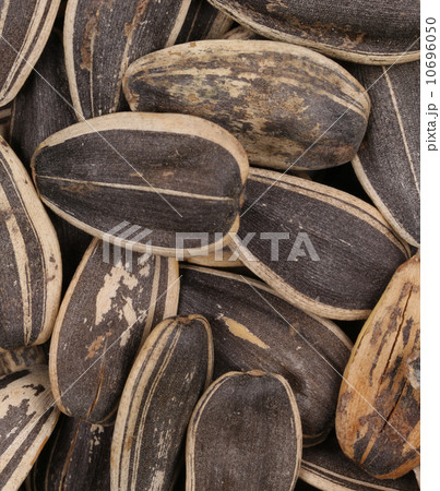 Background of sunflower seeds. 10696050