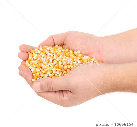 man's hands holding grains of ripes man's hands holding grains of ripes 10696154
