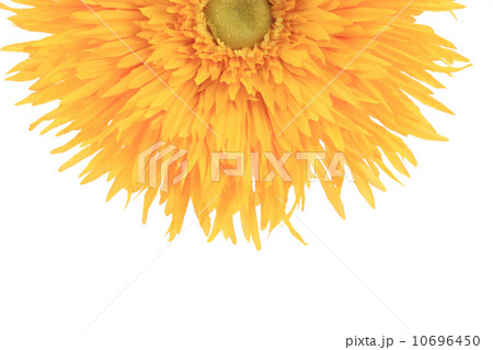 Sunflower close up. Sunflower close up. 10696450