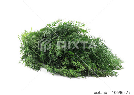 Close up of fresh dill herb. Close up of fresh dill herb. 10696527