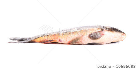 Mirror carp. 10696688